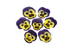 Виола обезвоженная "Северная бабочка" плоская 20 шт