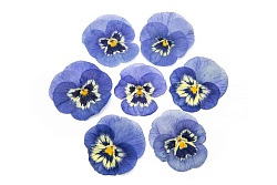 Виола обезвоженная "Ночная ледяная сказка" плоская 20 шт